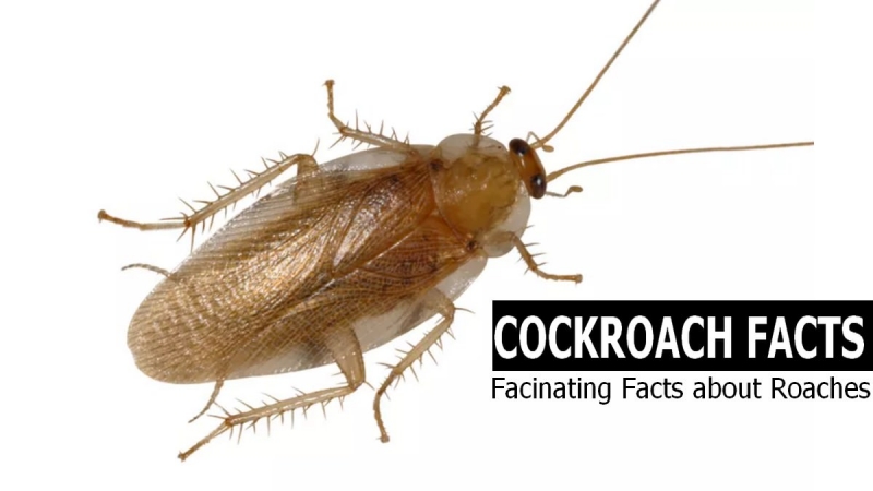 Топ 10 интересных фактов о тараканах