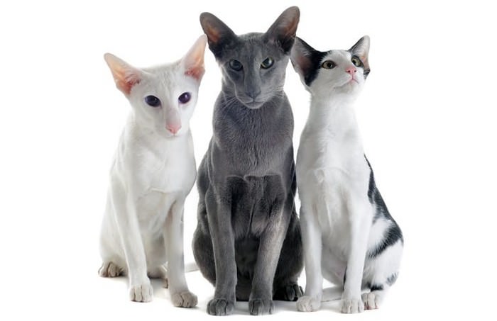 Топ 10 гипоаллергенных кошекОриентальная короткошерстная кошка. (Oriental Shorthair Cat)