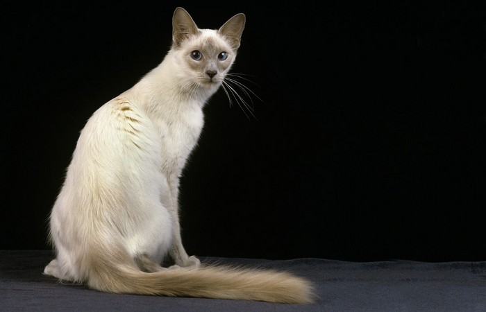 Топ 10 гипоаллергенных кошекЯванский кот. (Javanese Cat)