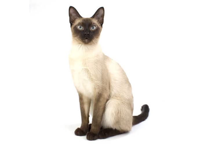 Топ 10 гипоаллергенных кошекСиамская кошка (Siamese Cat)