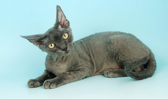 Топ 10 гипоаллергенных кошекКот девон-рекс (Devon Rex Cat)