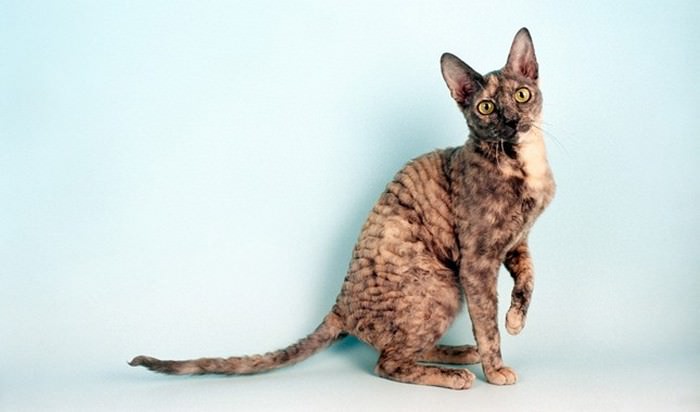 Топ 10 гипоаллергенных кошекКошка корниш-рекс (Cornish Rex Cat)