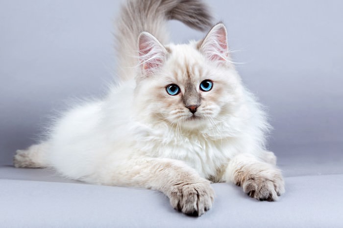 Топ 10 гипоаллергенных кошекСибирский кот (Siberian Cat)
