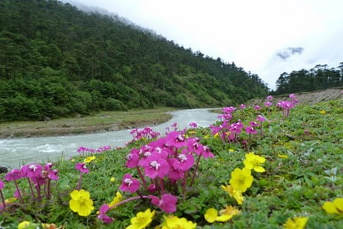 Топ 10 самые красивые места в ИндииДолина Юмтанг в Сиккиме