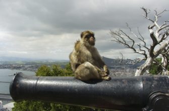 Топ-10 самых удивительных обезьян в мире