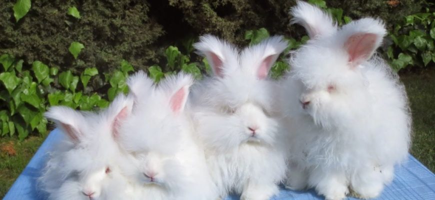 Топ 10 Самые маленькие породы кроликов