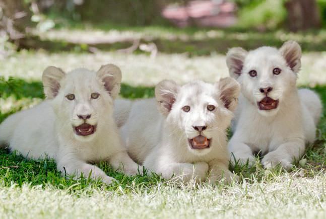 Самые Дорогие Животные в мире Белые львята The White Lion Cubs – $138,000 