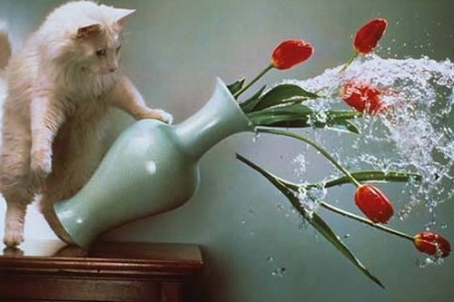 10 самых крутых фотографийОзорной кот