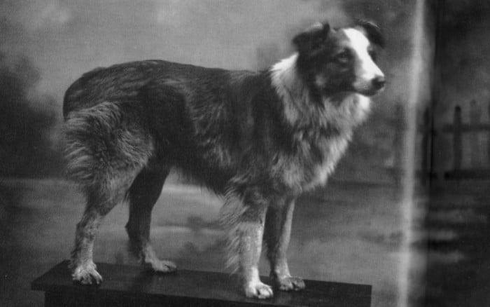 10 Всемирно известных животныхЧудо-собака Бобби Bobbie the Wonder Dog