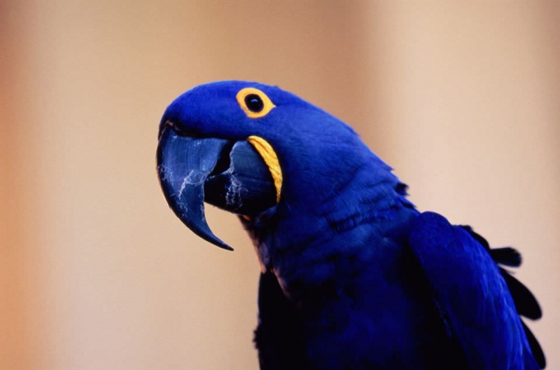Самые Дорогие Животные в миреГиацинтовый макао Hyacinth Macaw – $14, 000