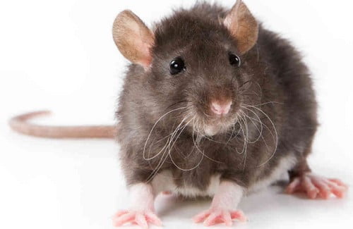 10 самых страшных вещей для человекаКрысы/мыши Rats/Mouses