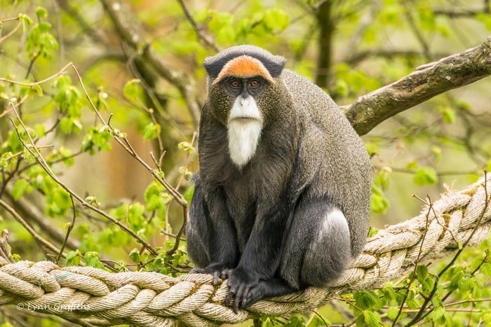 Самые Дорогие Животные в миреОбезьяна Де Бразза De Brazza’s Monkey – $7,000 – $10,000