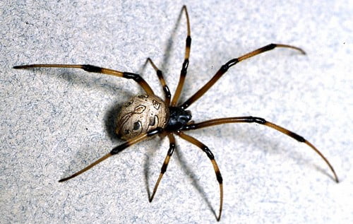 10 самых страшных вещей для человекаПауки Spiders