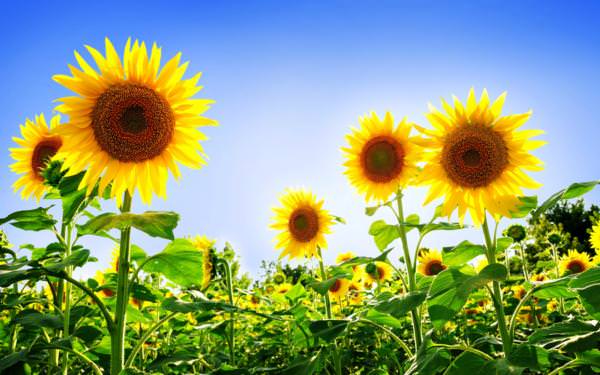 Подсолнухи Sunflowers