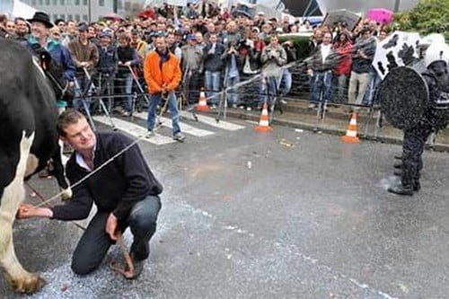 Протест против падения цен на молоко в Бельгии Spraying Milk Protest in Belgium