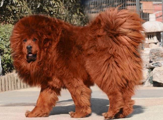 Самые Дорогие Животные в миреТибетский мастиф Tibetan Mastiff – $582,000