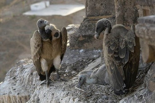 ТОП 10 самые странные похоронные обрядыВыставление мертвых стервятникам Exposing Dead to Vultures