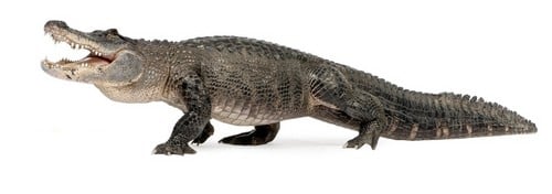 10 самых преданных мам животныхАллигаторы Alligators