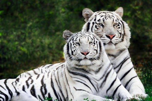 10 Самые Дорогие Домашние ЖивотныеБелые бенгальские тигры White Bengal Tigers