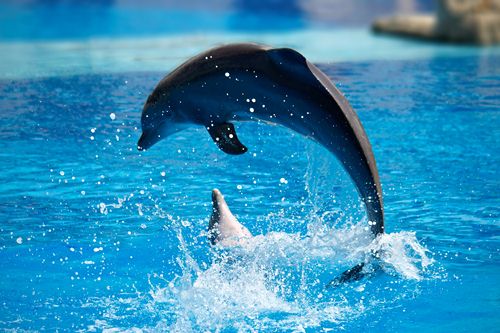 10 самых умных животных на этой планетеДельфин Dolphin