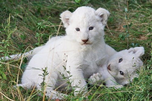 10 Самые Дорогие Домашние ЖивотныеДетеныши белого льва White Lion Cubs