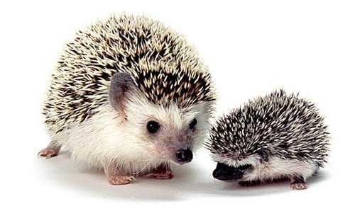 Топ-10 самых симпатичных животных на Земле - Самые милые домашние животныеЕжики Hedgehogs