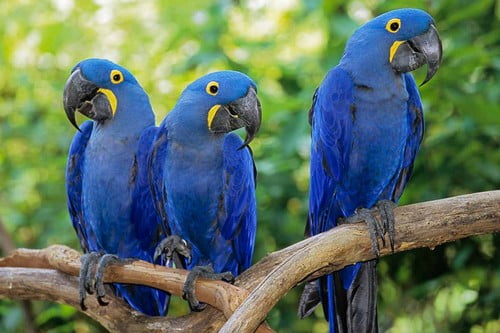 10 Самые Дорогие Домашние ЖивотныеГиацинтовый макао Hyacinth Macaw