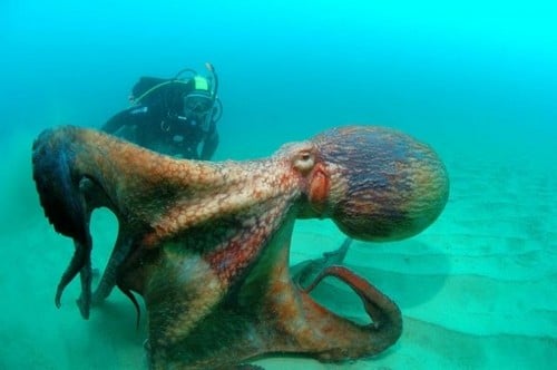 10 самых преданных мам животныхГигантский тихоокеанский осьминог Giant Pacific Octopus