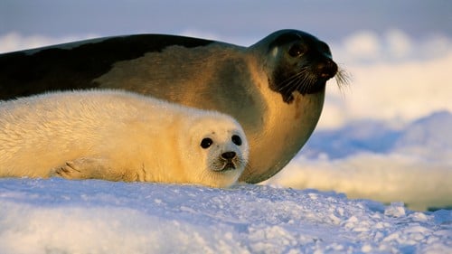 10 самых преданных мам животныхГренландские тюлени Harp Seals