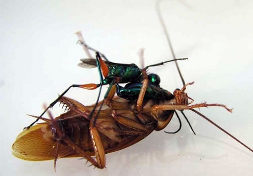 10 самых преданных мам животныхИзумрудная тараканья оса Jewel Wasps