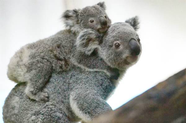10 самых преданных мам животныхКоалы Koalas