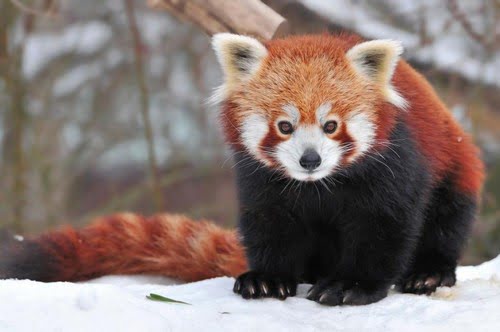 Топ-10 самых симпатичных животных на Земле - Самые милые домашние животныеКрасные панды Red Pandas