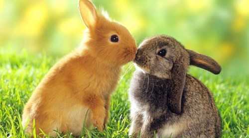 Топ-10 самых симпатичных животных на Земле - Самые милые домашние животныеКролики Bunnies
