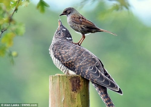 10 самых преданных мам животныхКукушка The Cuckoo