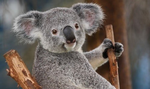 Топ-10 самых симпатичных животных на Земле - Самые милые домашние животныеМедведи коалы Koala Bears