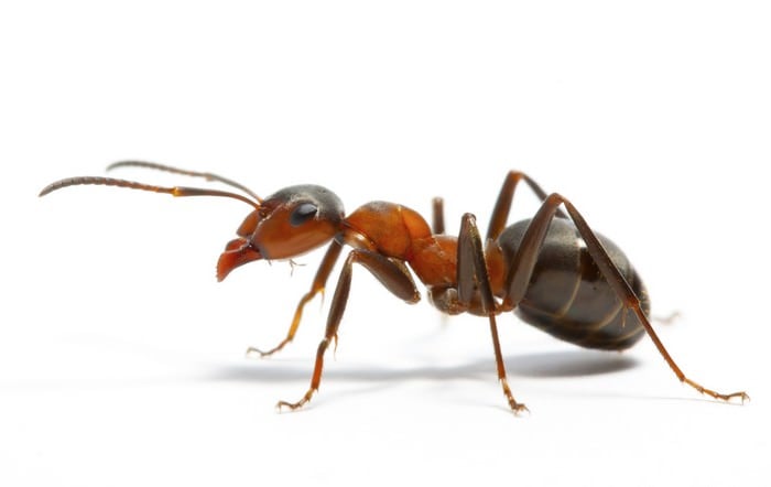 10 самых умных животных на этой планетеМуравьи Ants