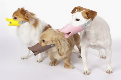 10 самых странных и безумных изобретений в историиНамордник для собаки Кряк - утиный клюв