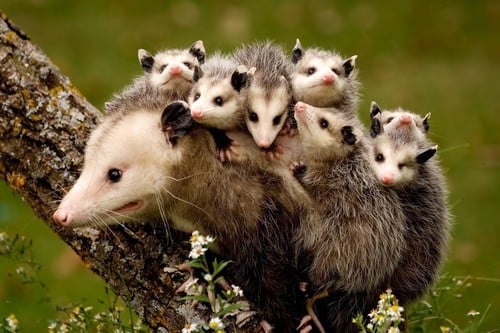 10 самых преданных мам животныхОпоссумы Opossums