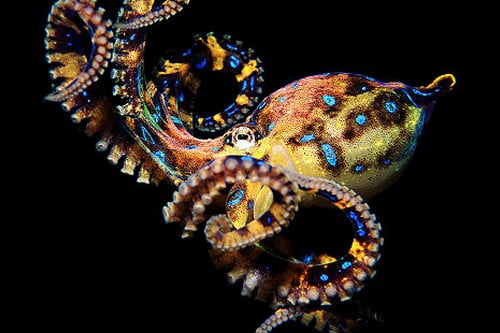 10 самых умных животных на этой планетеОсьминог Octopus