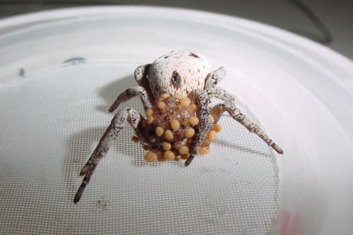 10 самых преданных мам животныхПаук Stegodyphus Lineatus  Stegodyphus Lineatus Spider