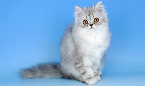 Топ-10 самых симпатичных животных на Земле - Самые милые домашние животныеПерсидские Кошки Persian Cats