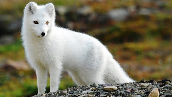 Топ-10 самых симпатичных животных на Земле - Самые милые домашние животныеПесцы Arctic Foxes