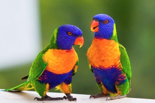 10 самых умных животных на этой планетеПопугаи Parrots