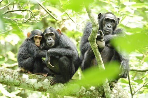 10 Самые Дорогие Домашние ЖивотныеШимпанзе Chimpanzees