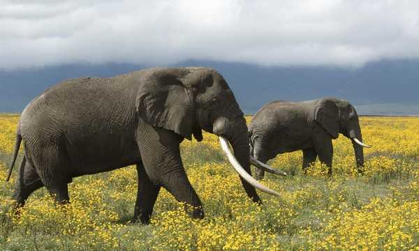 10 самых умных животных на этой планетеСлоны Elephants