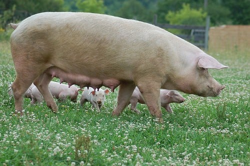10 самых преданных мам животныхСвиньи Pigs