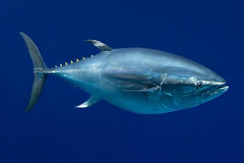 10 Самые Дорогие Домашние ЖивотныеТихоокеанский голубой тунец Pacific Bluefin Tuna