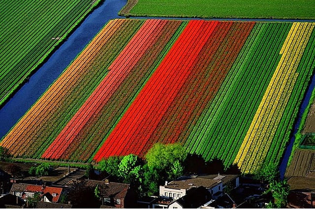 10 Мест, Которые Выглядят ВоображаемымиТюльпановые поля - Лиссе, Голландия ( Tulip fields – Lisse, Holland )
