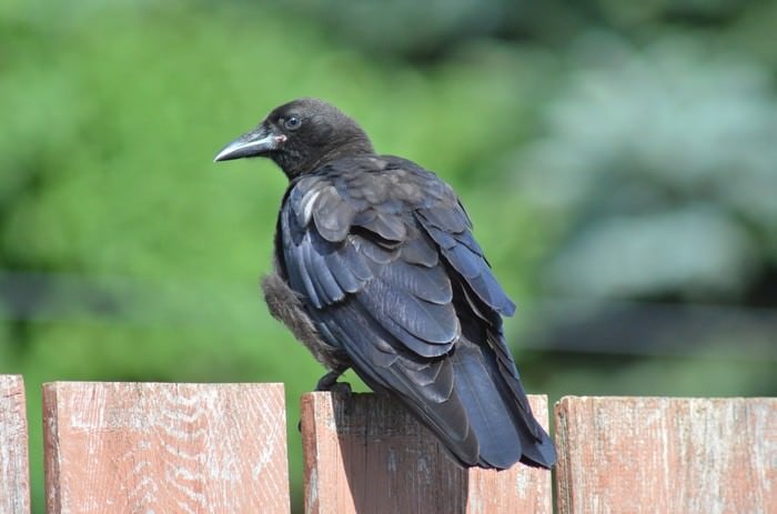10 самых умных животных на этой планетеВороны Crows