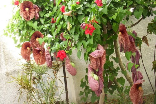 Топ-10 дурно пахнущих цветов в мире - Топ чудесАристолохия гигантская - Aristolochia Gigantea